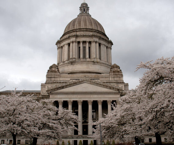 Cherry blossom trees in full bloom behind the Legislature Building on March 31. Contributed photo.