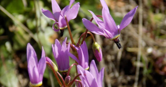 Russel Barsh photo.
Shooting Star flowers.
