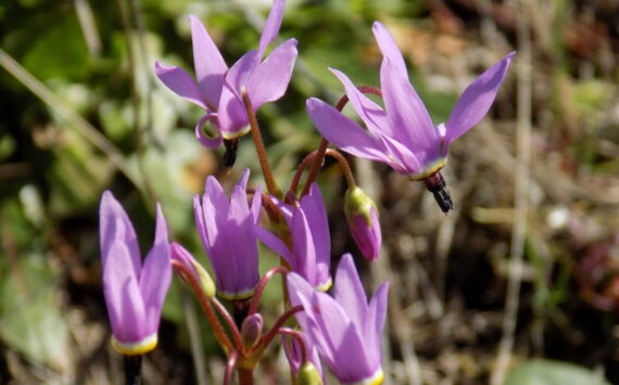 Russel Barsh photo.
Shooting Star flowers.
