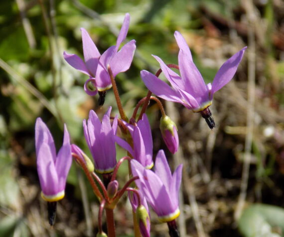 Russel Barsh photo.
Shooting Star flowers.