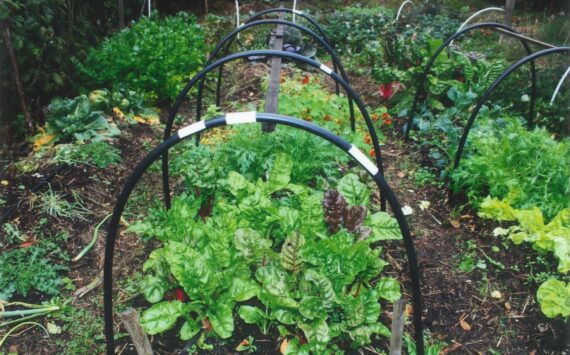 Contributed photo by Keith Keyser
Lower Garden 2013: You can grow crisp, nutritious greens year-round, just like Keith Keyser. Learn how at his upcoming Community Resilience lecture.