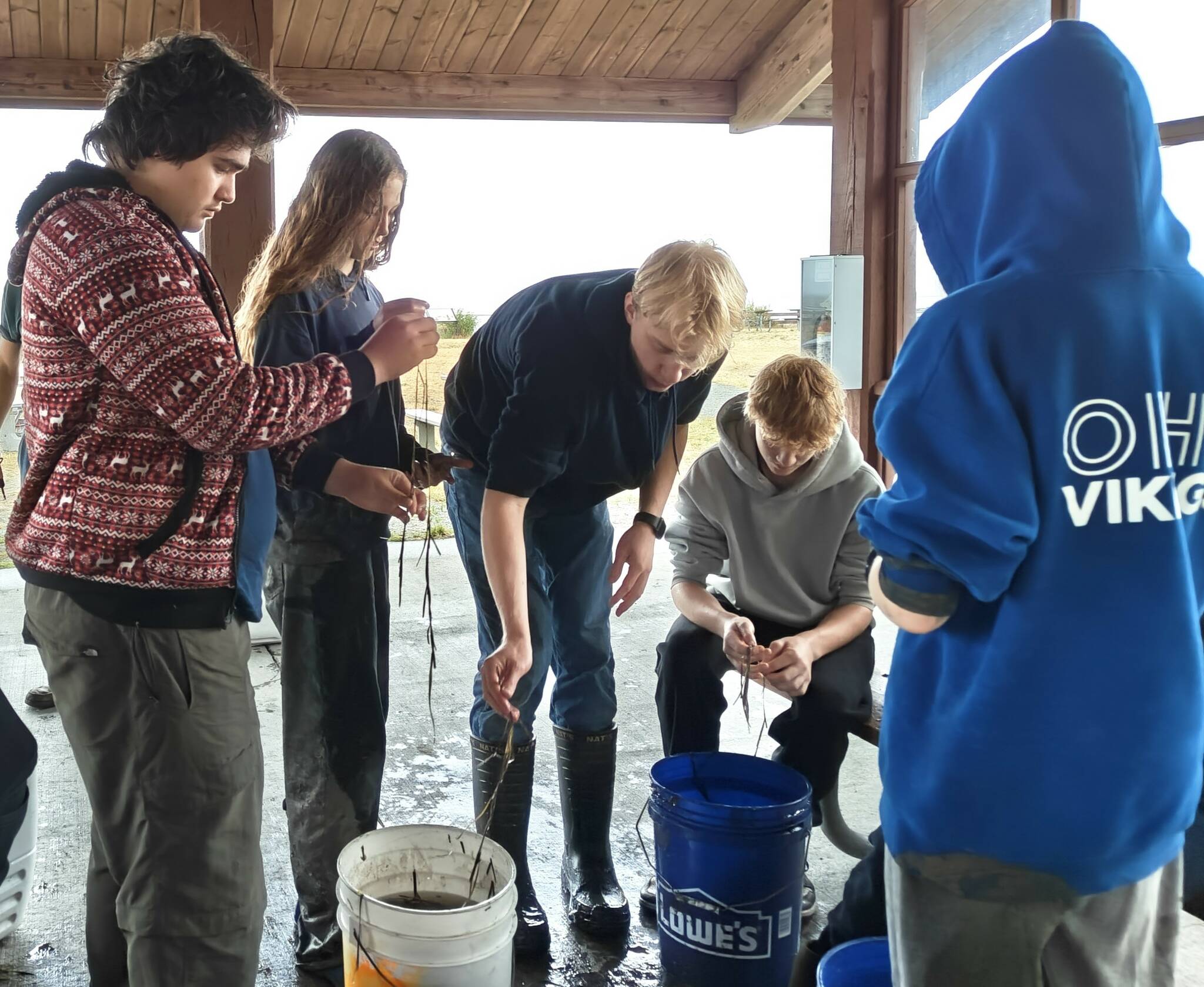 Contributed photo.
Orcas Island crew members and leaders clean epiphytes off of eelgrass as part of a restoration effort.