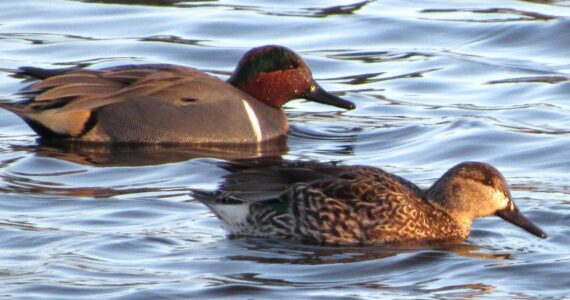 Russel Barsh photo.
Teal ducks swimming in Weeks Wetland Preserve on Lopez.