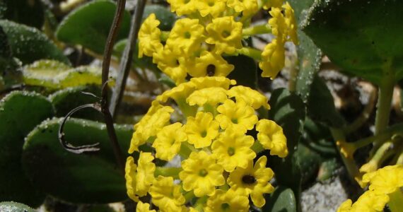 Russel Barsh photo.
Yellow Sand Verbena in full bloom. One of the rare dune wildflowers that is threatened by activities like trails, trampling and burrowing.