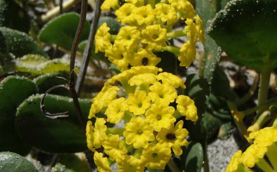 Russel Barsh photo.
Yellow Sand Verbena in full bloom. One of the rare dune wildflowers that is threatened by activities like trails, trampling and burrowing.