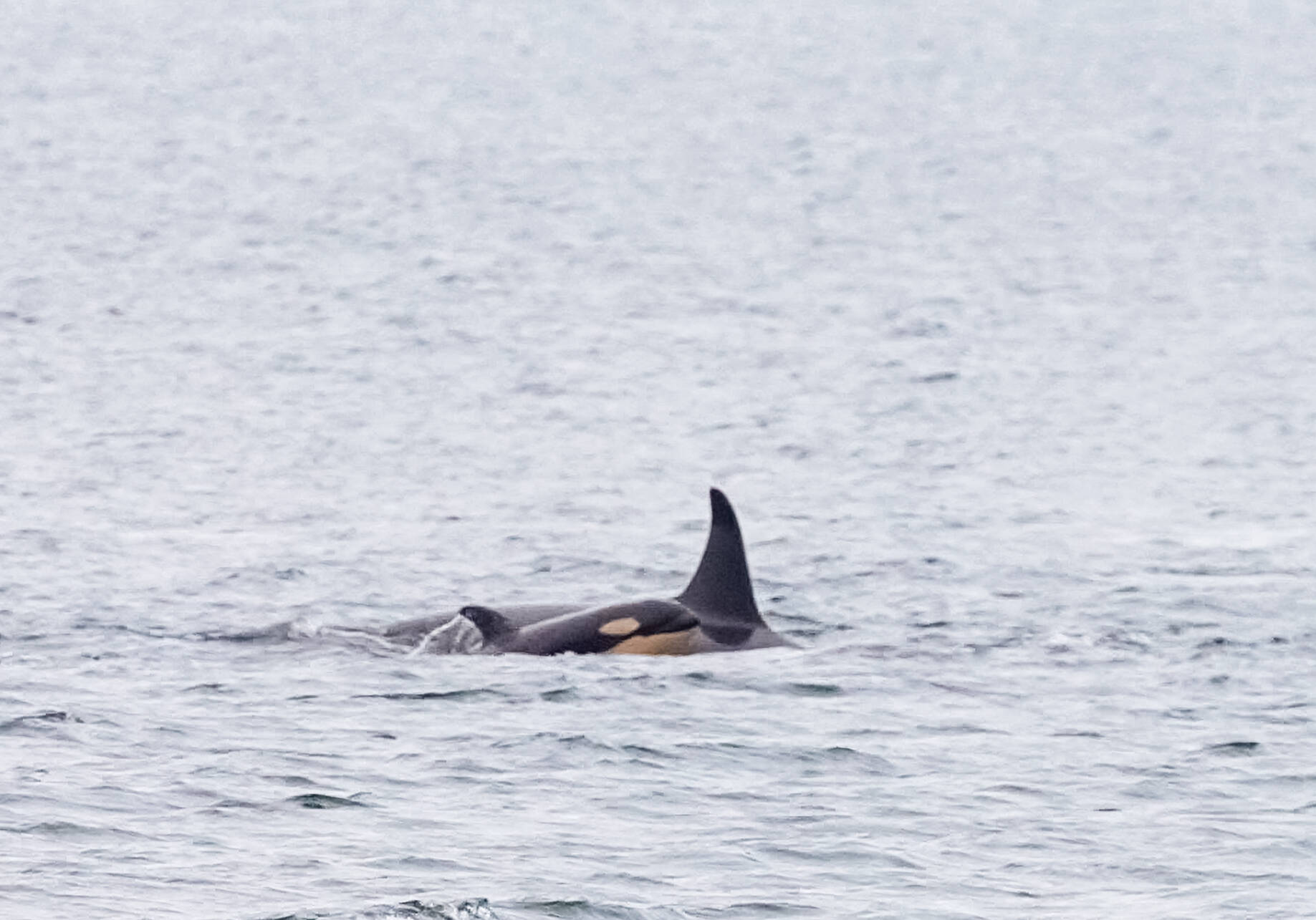 Conner Helms photo.
Stills from a video shot from Edmonds Marina Beach on Dec. 9. It was an incredible pass and truly a magical moment to see the new calf, said photographer Conner Helms. The video can be viewed at https://youtu.be/P1rfm_Cfu7M.