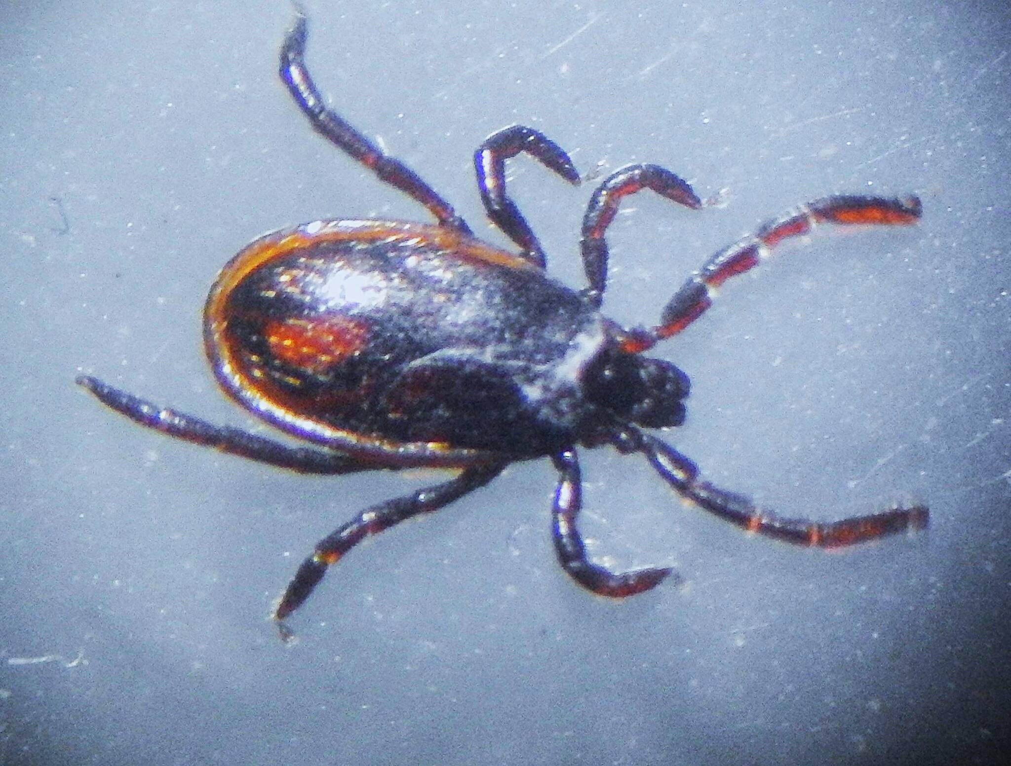 Kwiaht photo. 
Western black-legged tick.