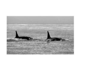 The new orca baby