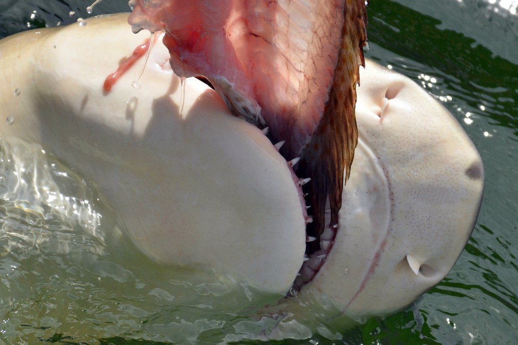 How do shark teeth bite?