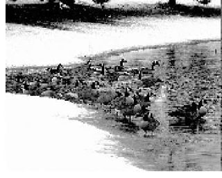 Geese on Lopez Island