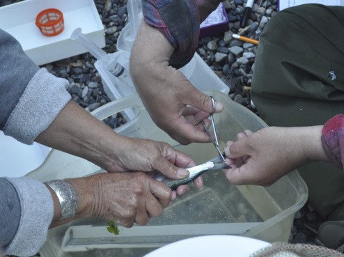 Lopez salmon research team in action.