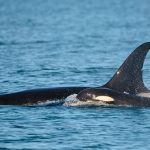 Resident orcas | No population growth in 20 years