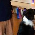 Dog licenses for 2017 now on sale