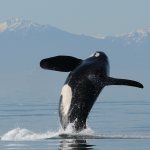 Orca from Salish Sea found dead in Canada