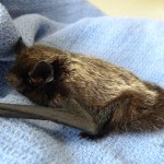 Winter hummingbirds and bats