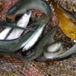 Gulf herring windfall gives stressed Chinook salmon a break