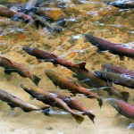 Request for Salmon Recovery Project proposals