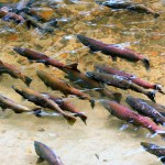 Request for Salmon Recovery Project proposals