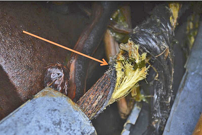 OPALCO raises concerns over CenturyLink cable break