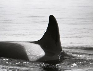 Contributed photo/Center for Whale Research                                This 1976 photo was one of the first to identify Granny, or J2. That year, 70other whales were identified in the Center for Whale Research&rsquo;s first census onSouthern Resident killer whales.