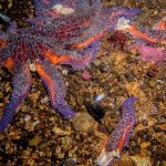 Serious concern for sunflower sea stars