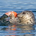 Study says seals eat more Chinook than Southern residents