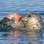 Study says seals eat more Chinook than Southern residents