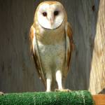 Wolf Hollow Open House and Baby Shower