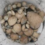 Soapy clams raise concerns for island ecosystems