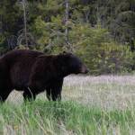 Black bear now on Orcas has likely been eluding authorities since last week