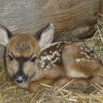 Contributed photo/Wolf Hollow Wildlife Rehabilitation                                Island fawn are born in late April and early May.