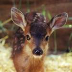 Contributed photo/Wolf Hollow Wildlife Rehabilitation                                Island fawns are about the size of a house cat.