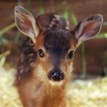 Mother deer — baby season in the San Juans welcomes fawns, fledglings and fox kits