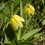 Contributed photo/Russel Barsh                                According to the Lopez nonprofit Kwiaht, Chocolate lilies, like the one photographed above, are eaten byNatives and have a pleasantly bitter taste when cooked. This rare yellow type is found at Iceberg Point.