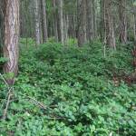Contributed photo/www.nwplants.com                                The most prolific Washington weed, at least in the western part of the state, is Salal. The above photo was taken on Stewart Island.