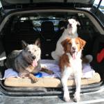 Sheriff warns of keeping pets in cars