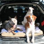 Sheriff warns of keeping pets in cars