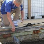 Staff photo/Hayley Day                                Locals and tourists often feed Popeye at the Port of Friday Harbor. Feeding marine mammals is prohibited by federal law.