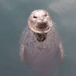Popeye, the harbor seal, bites a tourist | Update