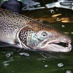 U. S. Fish and Wildlife Service photo                                An Atlantic salmon.