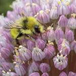 Honey bees can displace native bees