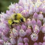 Honey bees can displace native bees
