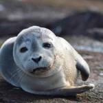 Seal release