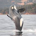 Contributed photo Melisa Pinnow, Center for Whale Research.                                Left: L113 breaching.