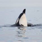 Contributed photo Melisa Pinnow Center for Whale Research. K 16 spy hopping next to K 35.