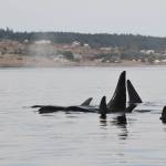 Contributed photo Dave Ellifrit, Center for Whale Research. Southern resident orcas.