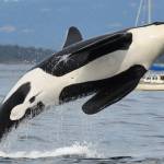 Contributed photo Ken Balcomb, Center for Whale Research. K-25 breaching.