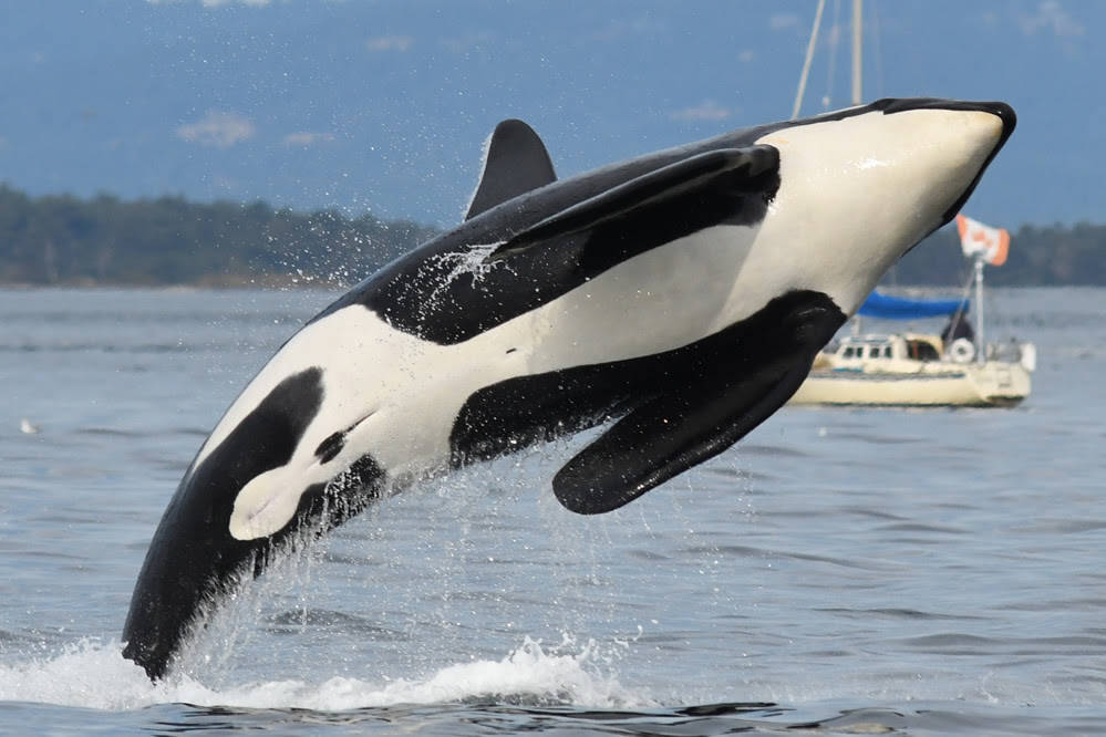 Contributed photo Ken Balcomb, Center for Whale Research. K-25 breaching.