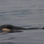 Contributed photo/Center for Whale Research                                J-52 shows the characteristic &ldquo;peanut head&rdquo; depression behind the outline shape of the skull covered by a thin blubber layer. This syndrome is associated with impending death.