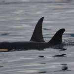Contributed photo/Center for Whale Research                                J-52, one of six orcas born during the &ldquo;baby boom&rdquo; of 2015, has passed.